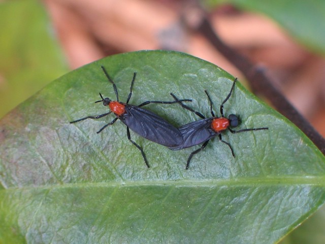 Lovebugs on leaf
