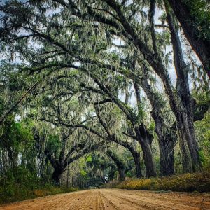 Dirt Road 10 Reasons You Should Drive To and Not Through Liberty County