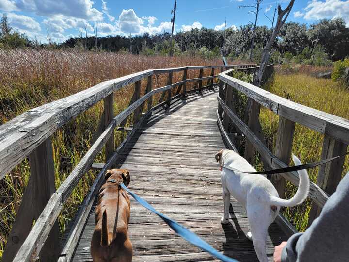 Cay Creek 4 Dog Friendly Spots Around Liberty County