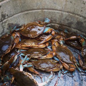 Georgia Blue Crabs