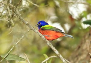 Painted Buntings Liberty County Birding Guide