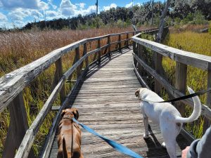 Cay Creek with Dogs Live Like a Liberty County Local