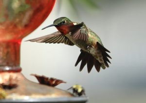 Ruby Throated Hummingbird Painted Buntings Liberty County Birding Guide