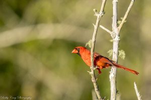 Cardinal at Cay Creek 15 Summer Date Ideas in Liberty County